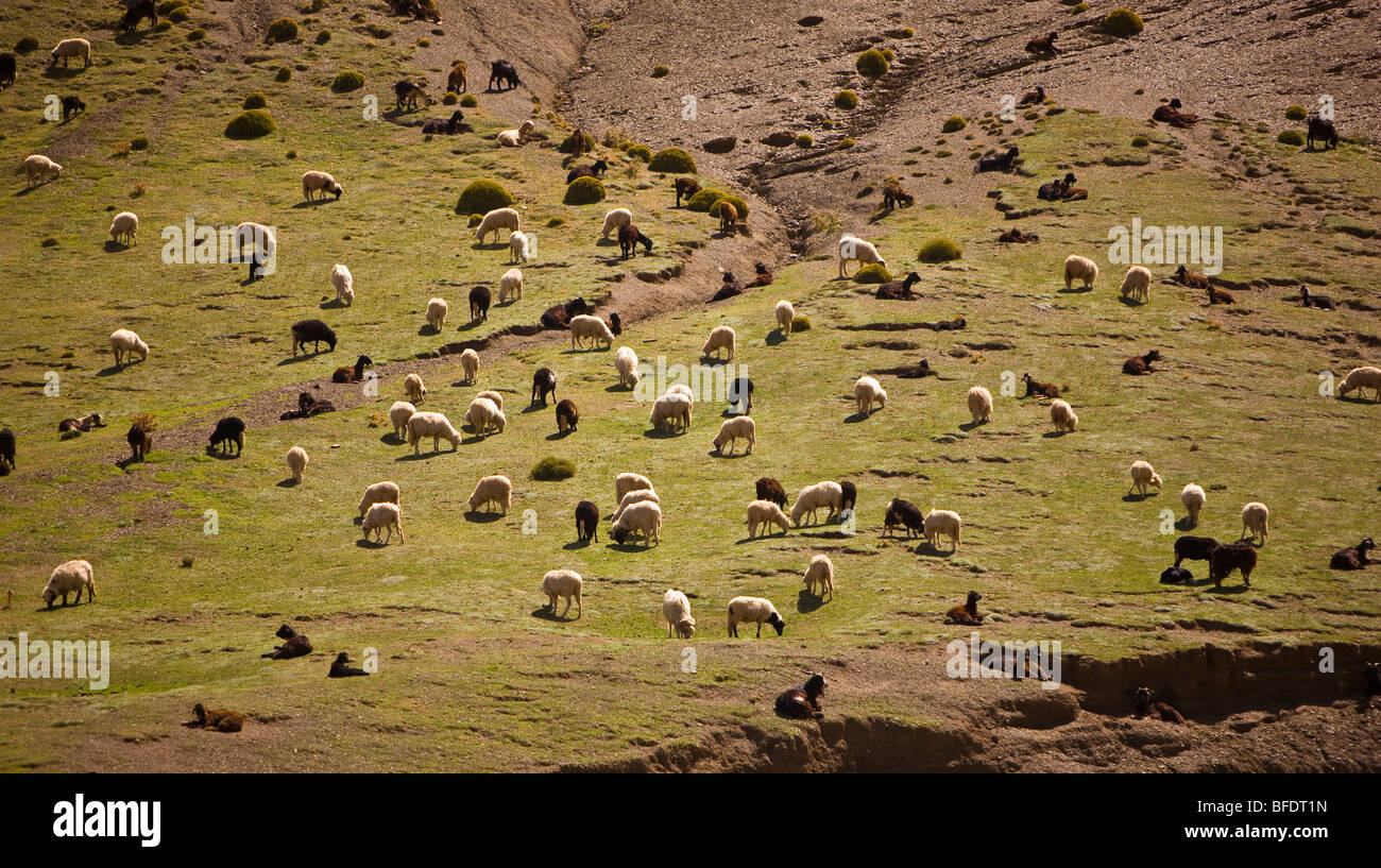 MOROCCO - Sheep and goat herd in Atlas mountains. Stock Photo