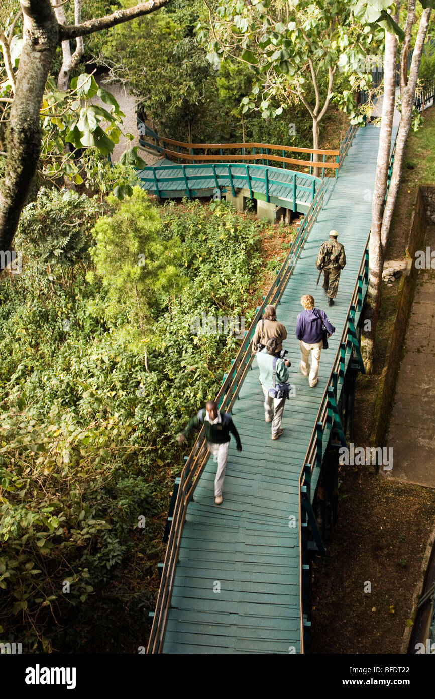 Boardwalk at Serena Mountain Lodge - Mount Kenya National Park, Kenya Stock Photo