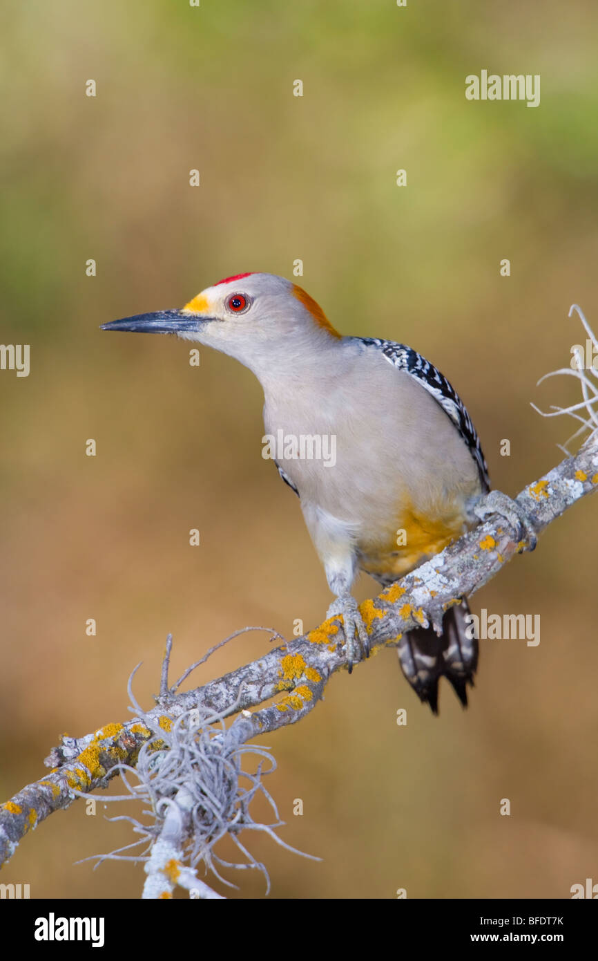 Golden-fronted woodpecker (Melanerpes aurifrons) perched on a branch in the Rio Grande Valley in Texas, USA Stock Photo