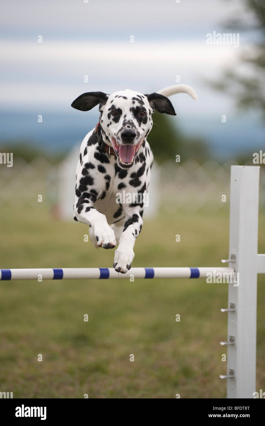 A Dalmatian jumping during an agility competition Stock Photo - Alamy