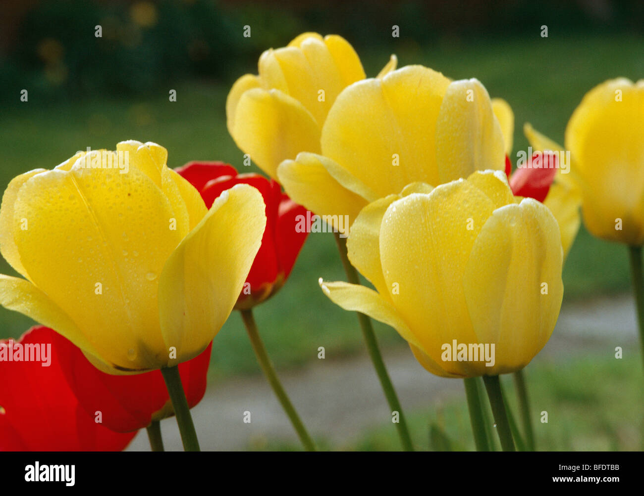 Close up of yellow and red tulips Stock Photo - Alamy
