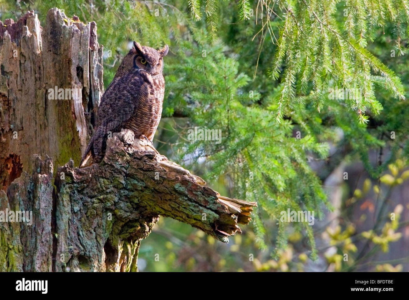 Great Horned Owl (Bubo virginianus) perched on a dead tree in Victoria