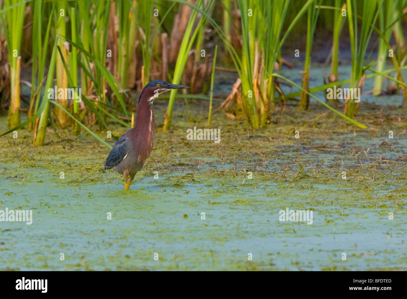 Green Heron (Butorides virescens) hunting in a marsh near Long Point, Ontario, Canada Stock Photo