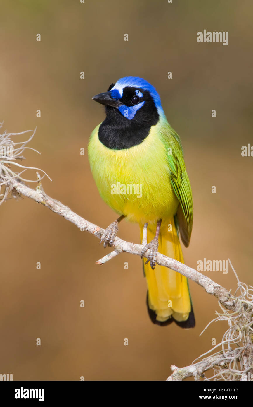 Green Jay Cyanocorax Yncas Perched On A Branch In The Rio Grande Valley Of Texas Usa Stock Photo Alamy