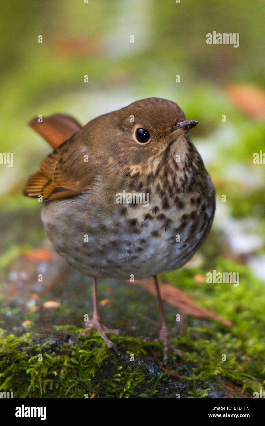 Close-up of Hermit thrush (Catharus guttatus) perched on a mossy tree in Victoria, Vancouver Island, British Columbia, Canada Stock Photo