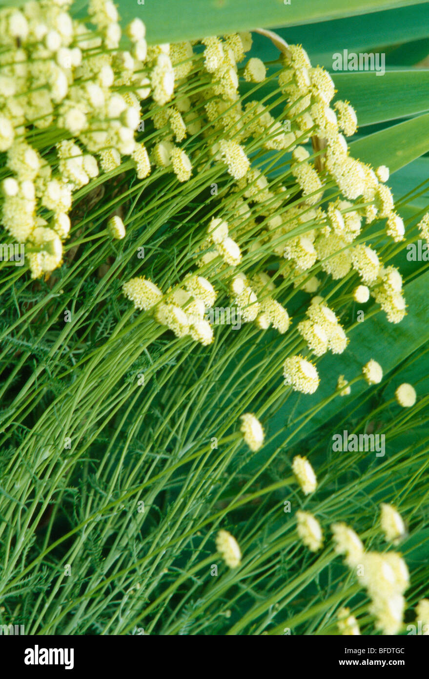 Close-up of pale yellow santolina with narrow green stems Stock Photo