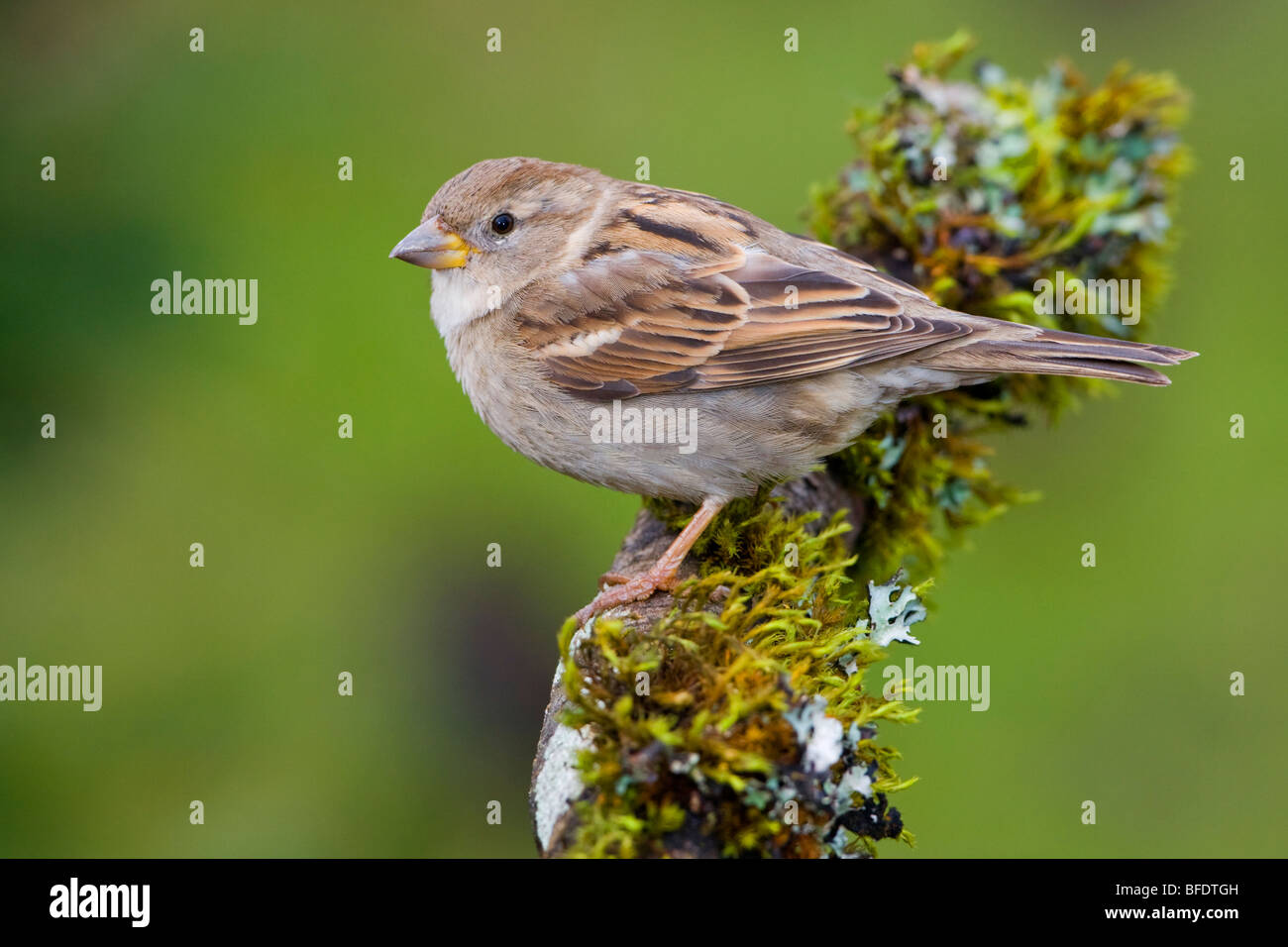 House Sparrow (Passer domesticus) perched on a branch in Victoria, Vancouver Island, British Columbia, Canada Stock Photo