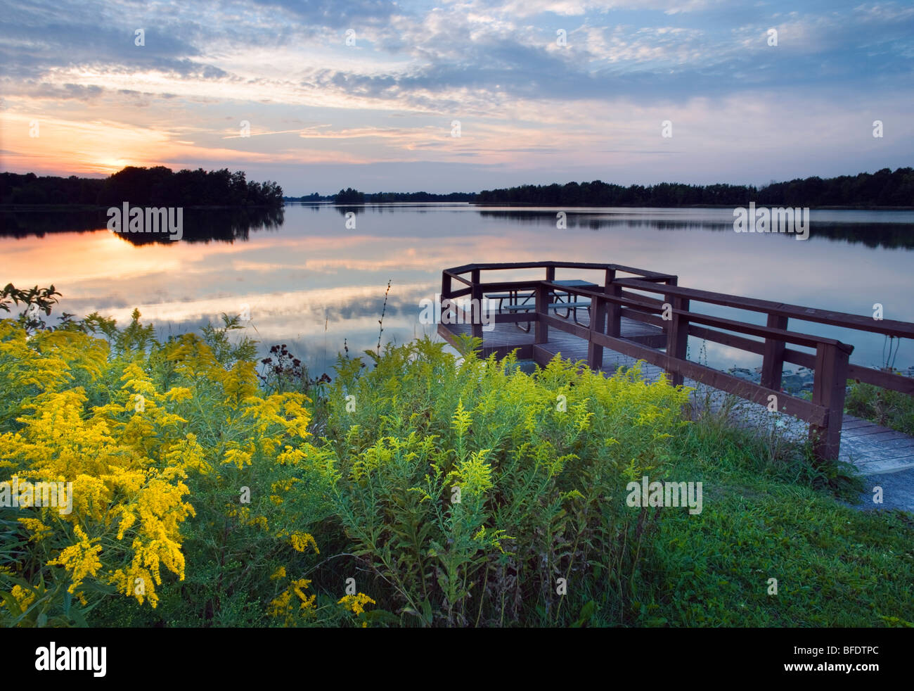 Goldenrod (Solidago) along Lake Napenco, Binbrook Conservation Area, Binbrook, Ontario, Canada Stock Photo