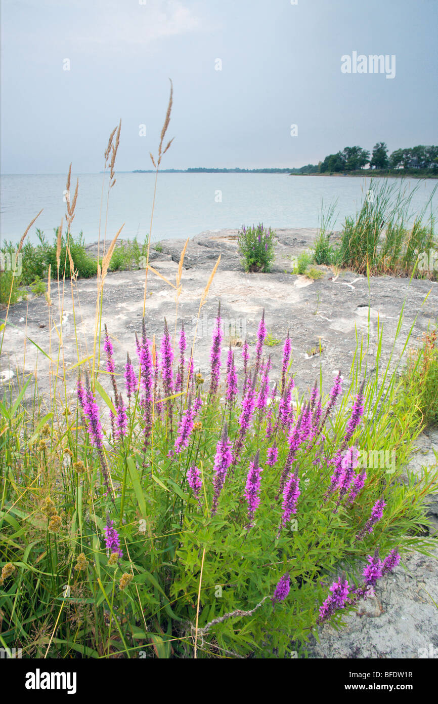 Purple Loosestrife (Lythrum salicaria ) along Lake Erie, Eriestone near Selkirk, Ontario Stock Photo