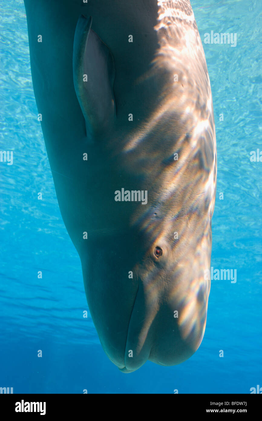White whale beluga delphinapterus leucas hi-res stock photography and ...