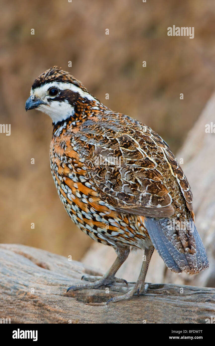 Northern Bobwhite (Colinus virginianus) perched on a branch at Falcon State Park, Texas, USA Stock Photo