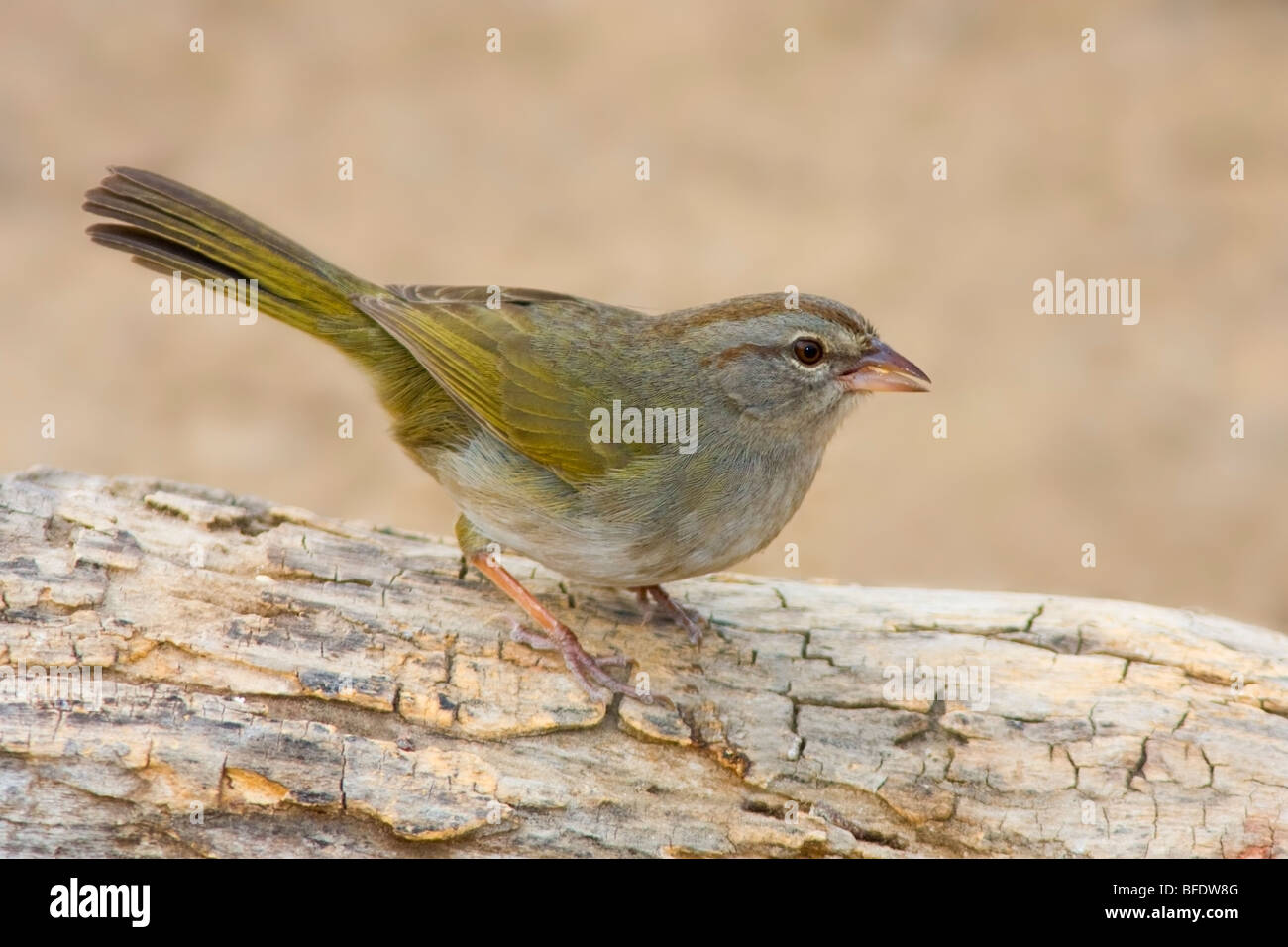 Texas Sparrow High Resolution Stock Photography and Images - Alamy