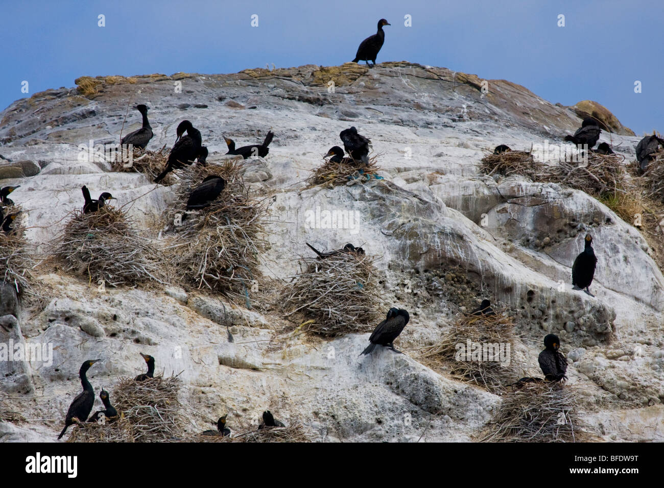 Pelagic Cormorant (Phalacrocorax pelagicus) nesting colony on Mandarte Island near Victoria, British Columbia, Canada Stock Photo
