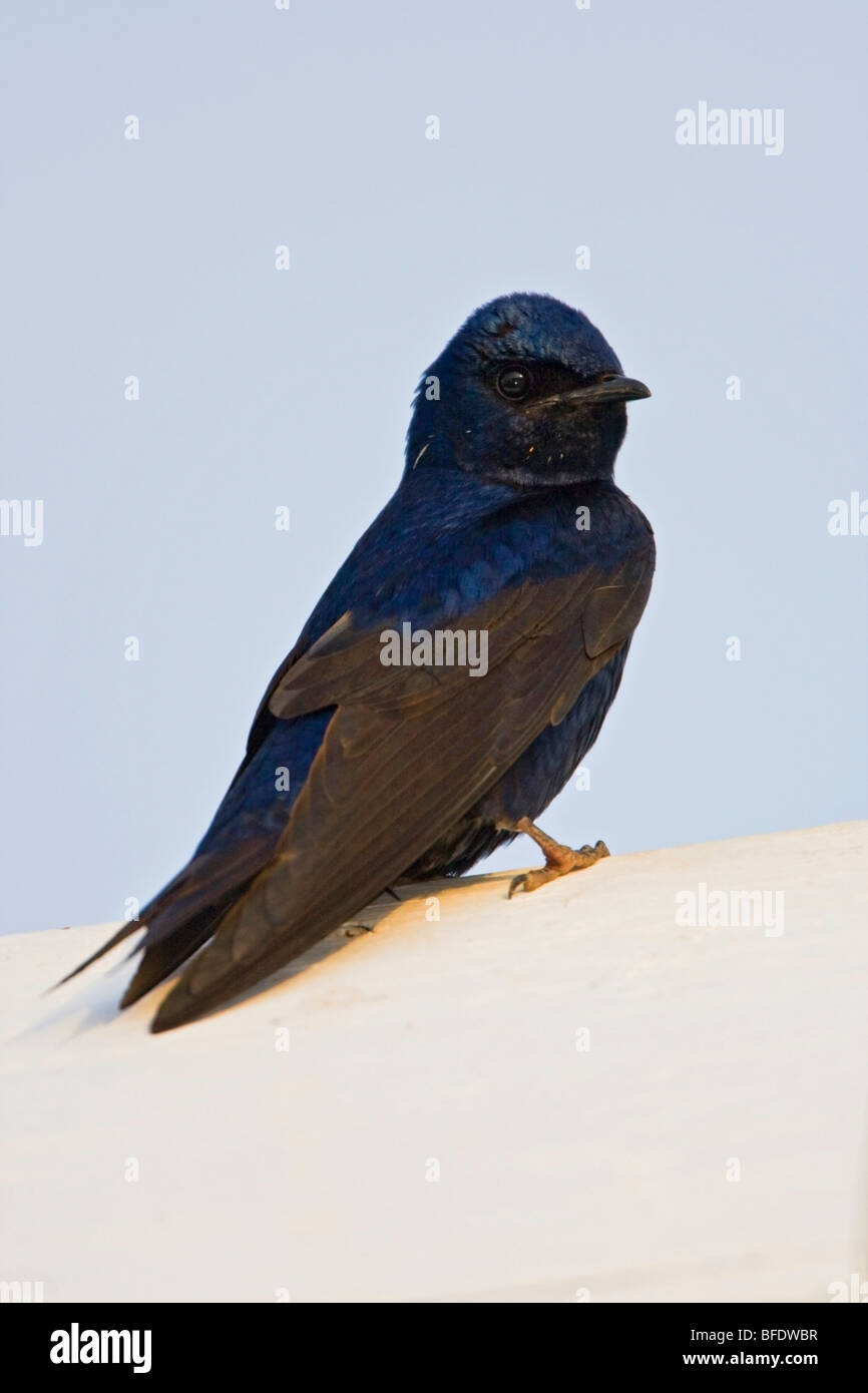 Purple Martin (Progne subis) perched on a nesting box near Long Point, Ontario, Canada Stock Photo