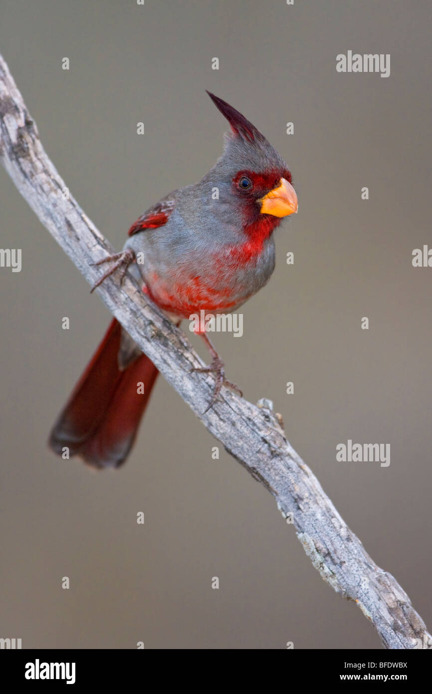 Pyrrhuloxia (Cardinalis sinuatus) perched on a branch at Falcon State Park, Texas, USA Stock Photo