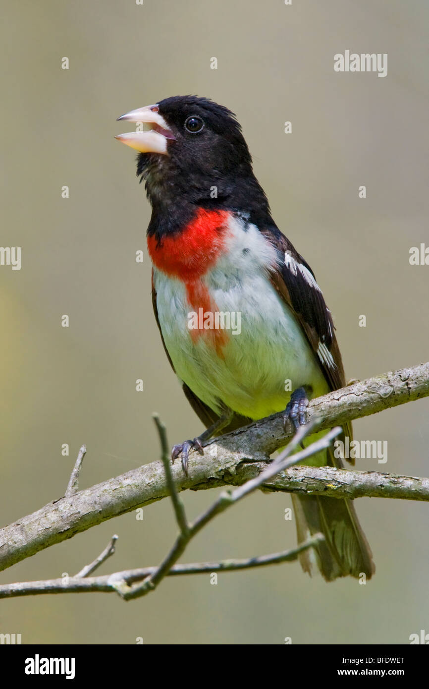 Rose-breasted Grosbeak (Pheucticus ludovicianus) perched on a branch near Long Point, Ontario, Canada Stock Photo