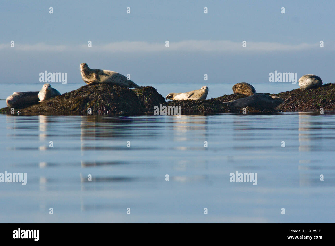 Fur seals (Callorhinus ursinus) basking on rocks near Victoria, Vancouver Island, British Columbia, Canada Stock Photo