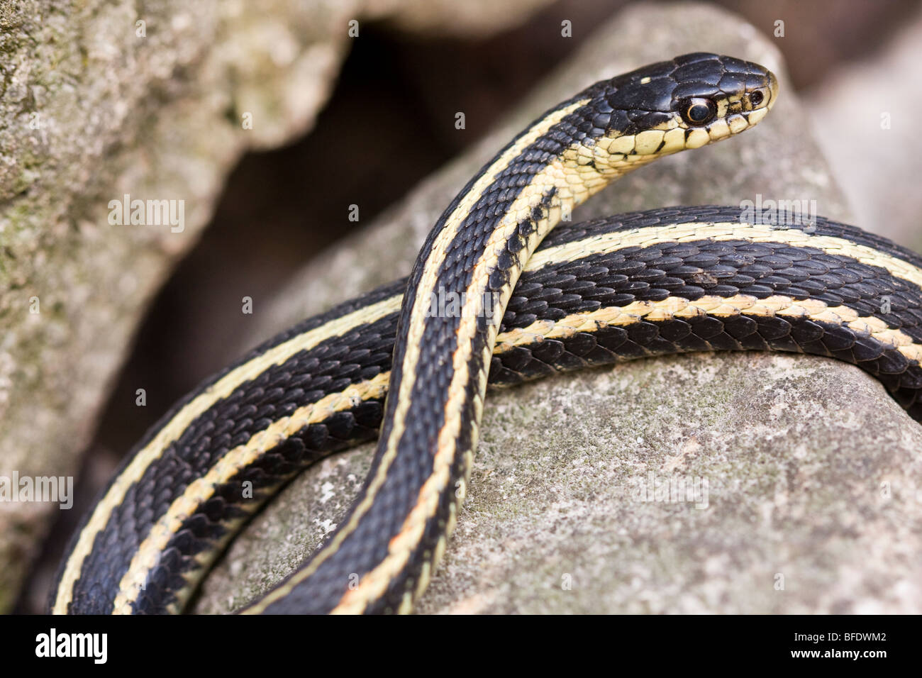 Close-up of Red-sided garter snake (Thamnophis)  at Narcisse Snake Dens in Winnipeg, Manitoba, Canada Stock Photo