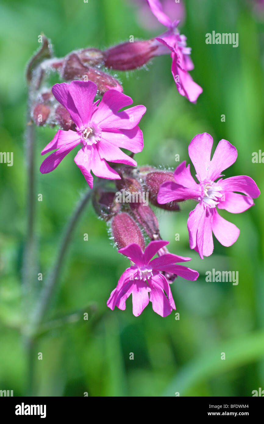 Red Campion (Silene dioica) on a May afternoon Stock Photo