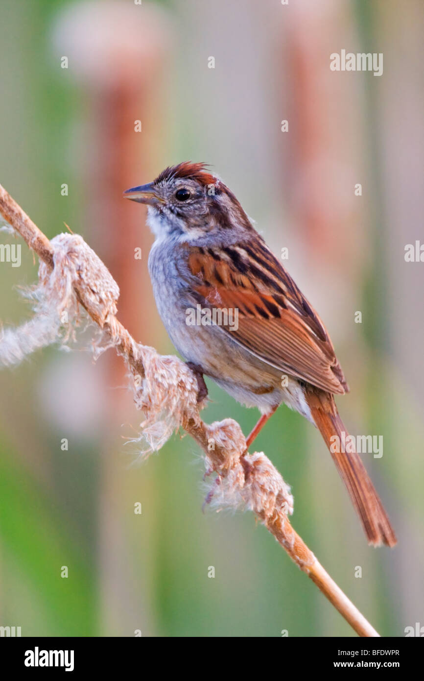 Swamp sparrow (Melospiza georgiana) perched on a cattail in a swamp near Long Point, Ontario, Canada Stock Photo