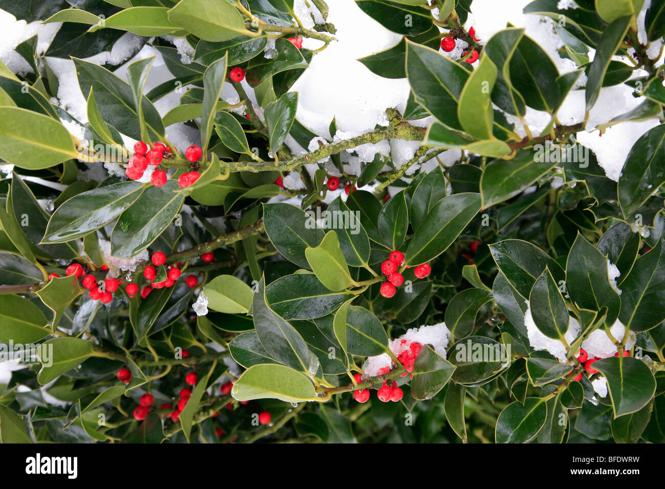 Winter Snow Red Holly Berries Ilex aquifolium Stock Photo