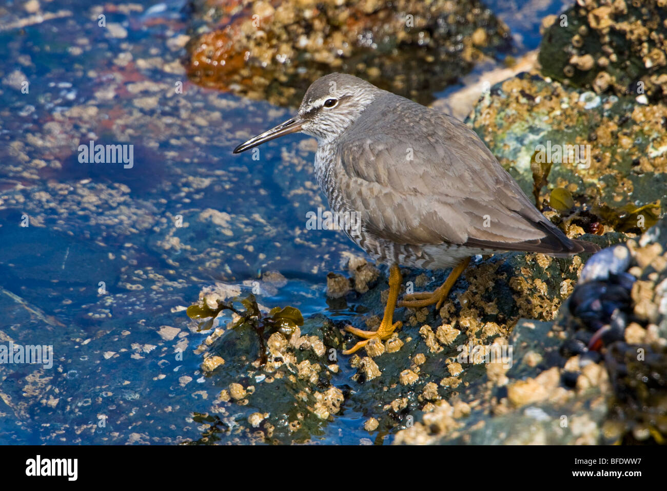 Wandering Tattler (Tringa incana) perched on a rock in Victoria, Vancouver Island, British Columbia, Canada Stock Photo