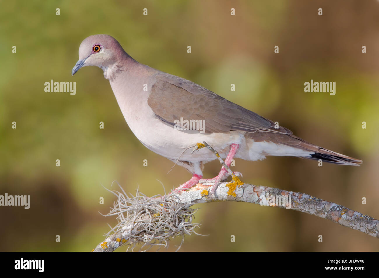 White-tipped Dove (Leptotila verreauxi) perched on a branch in the Rio Grande Valley of Texas, USA Stock Photo