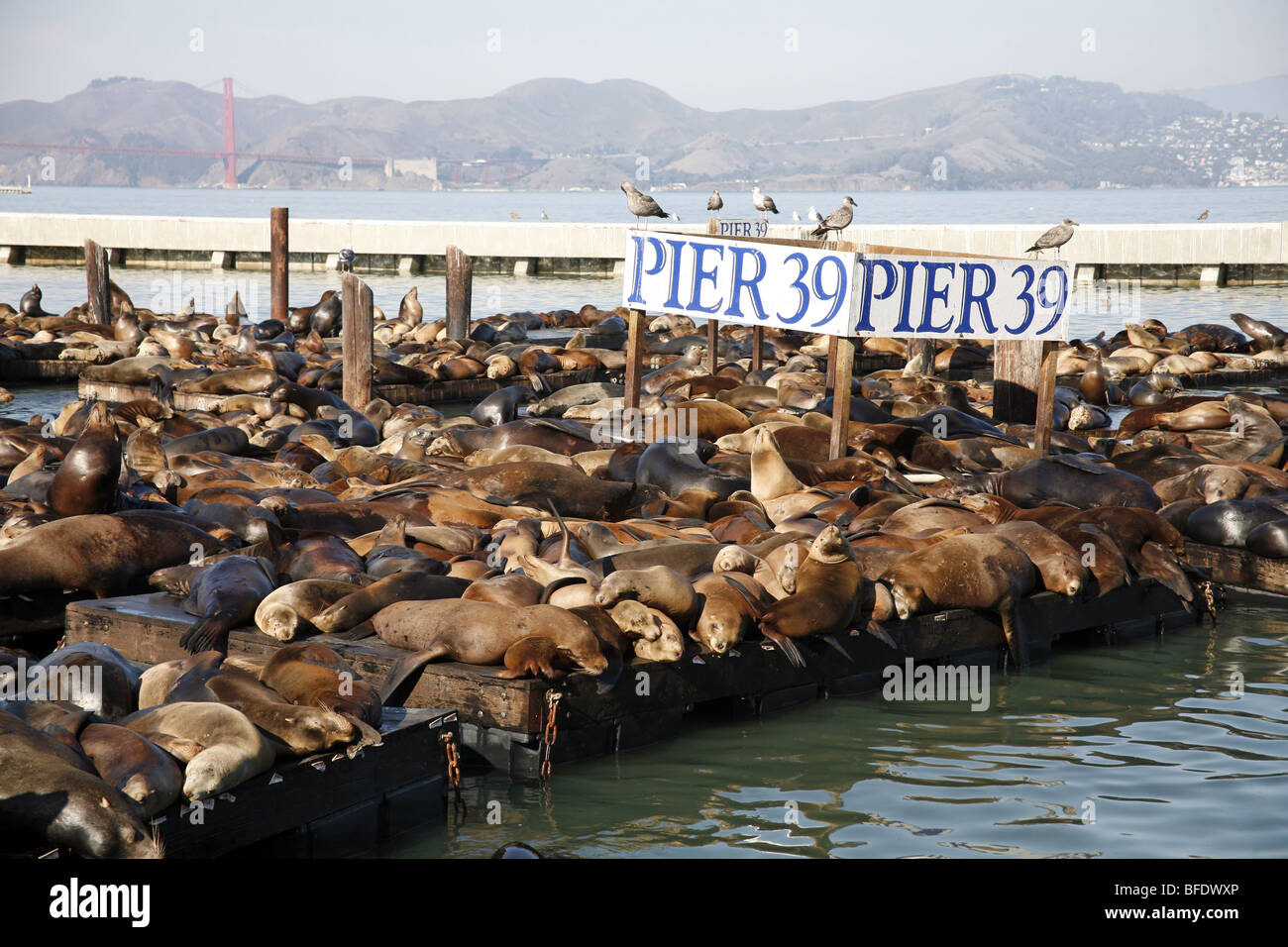 San Francisco Sea Lions And Seals Relaxing At Pier 39 Stock Photo -  Download Image Now - iStock