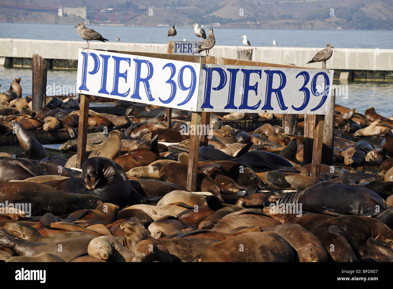 San francisco seals hi-res stock photography and images - Alamy