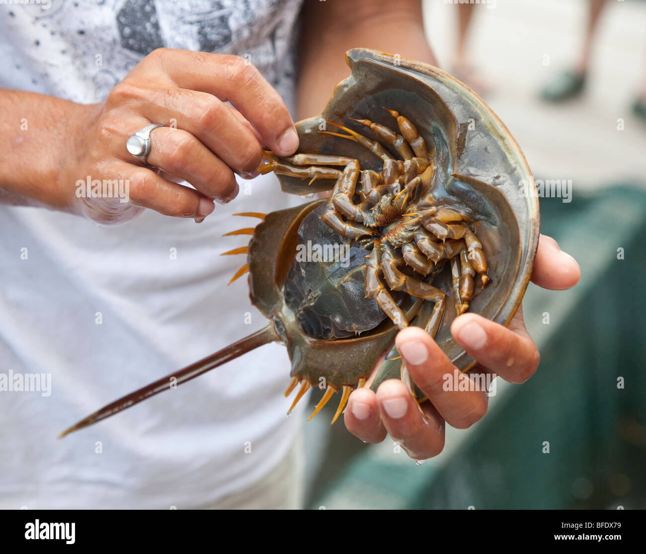 Horseshoe crab, Langkawi, Malaysia, Tachypleus gigas or Carcinoscorpius rotundicauda. Stock Photo