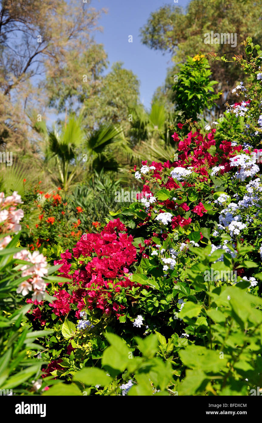 Colourful flower garden, Nissi Beach, Ayia Napa, Famagusta District