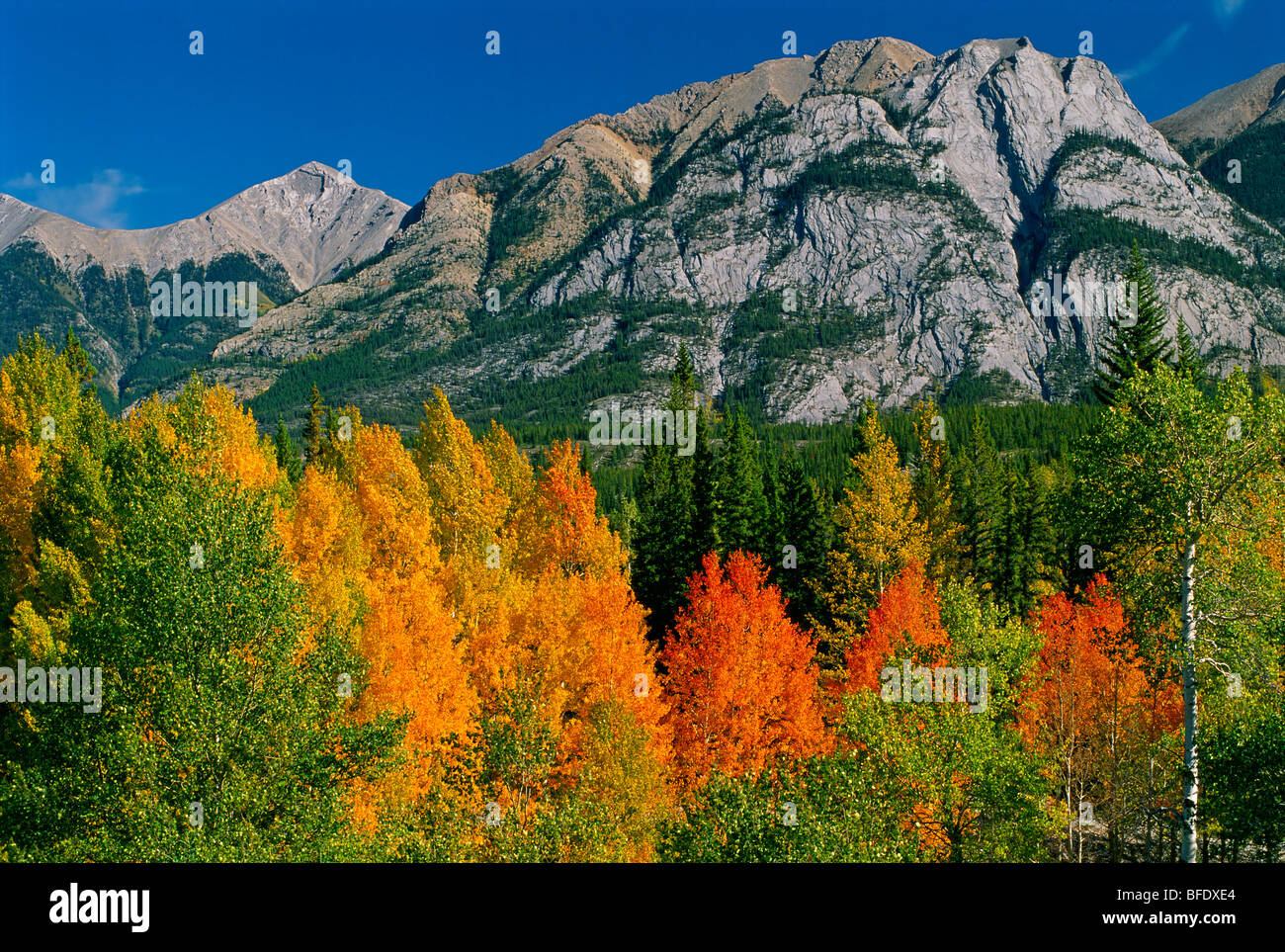 Autumn colors in the Canadian Rocky Mountains along the David Thompson Highway, Alberta, Canada Stock Photo