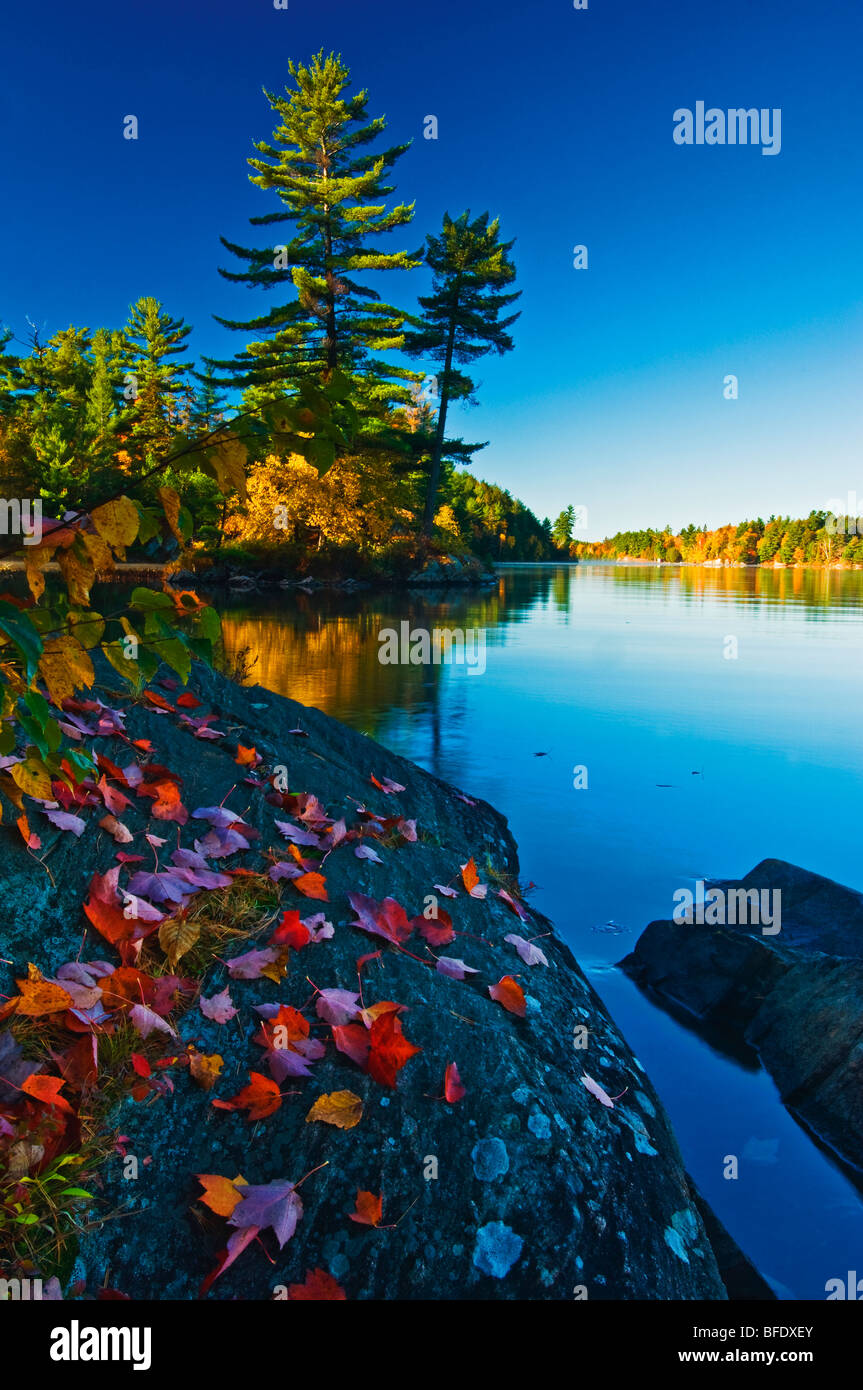 Autumn maple (Acer) leaves on rock and white pines (Pinus strobus) at Tyson Lake, Killarney Provincial Park, Ontario, Canada Stock Photo