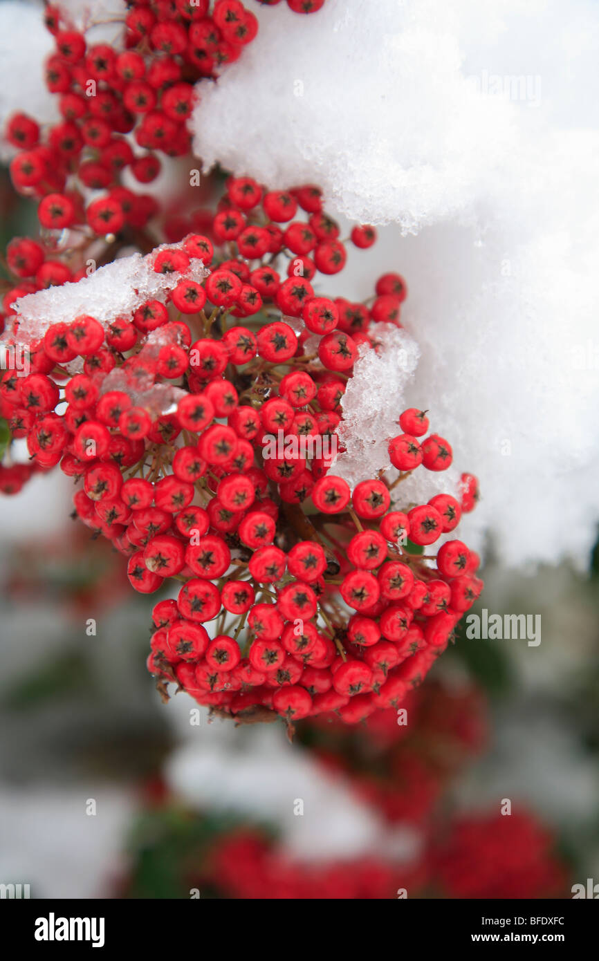 Winter Snowy Red Berries Stock Photo - Alamy