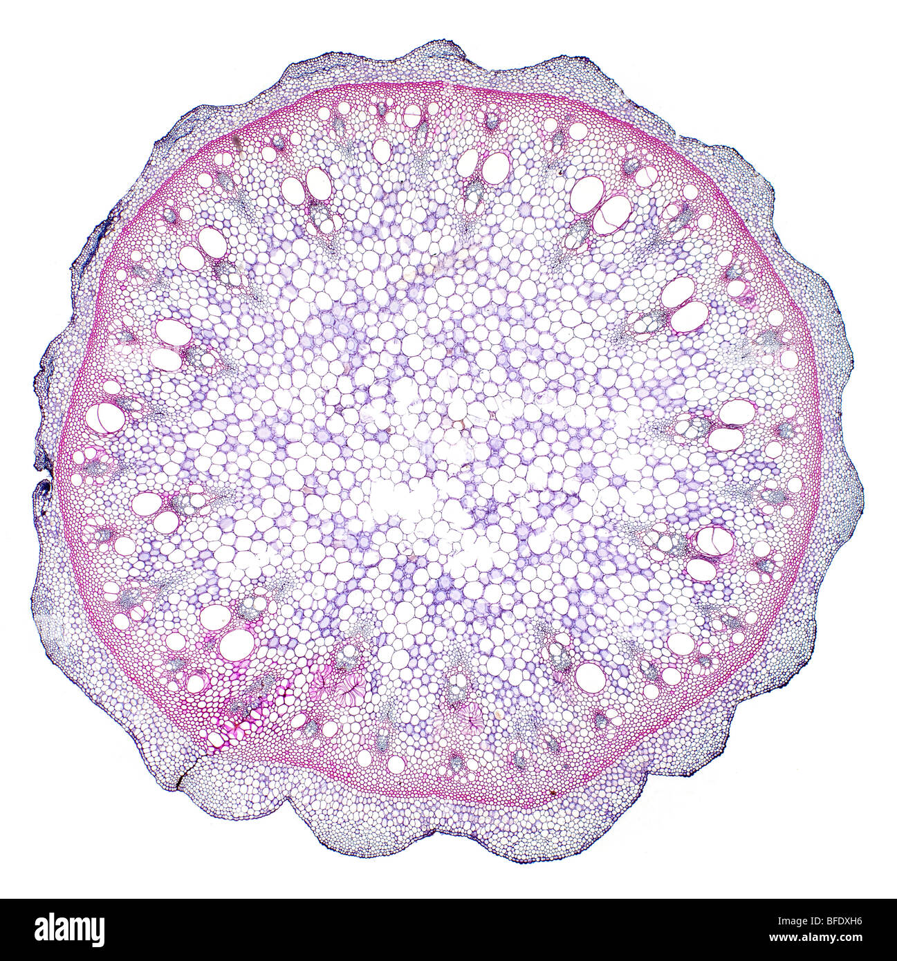 Tamus sp. stem TS Anomalous monocotyledon, brightfield photomicrograph Stock Photo