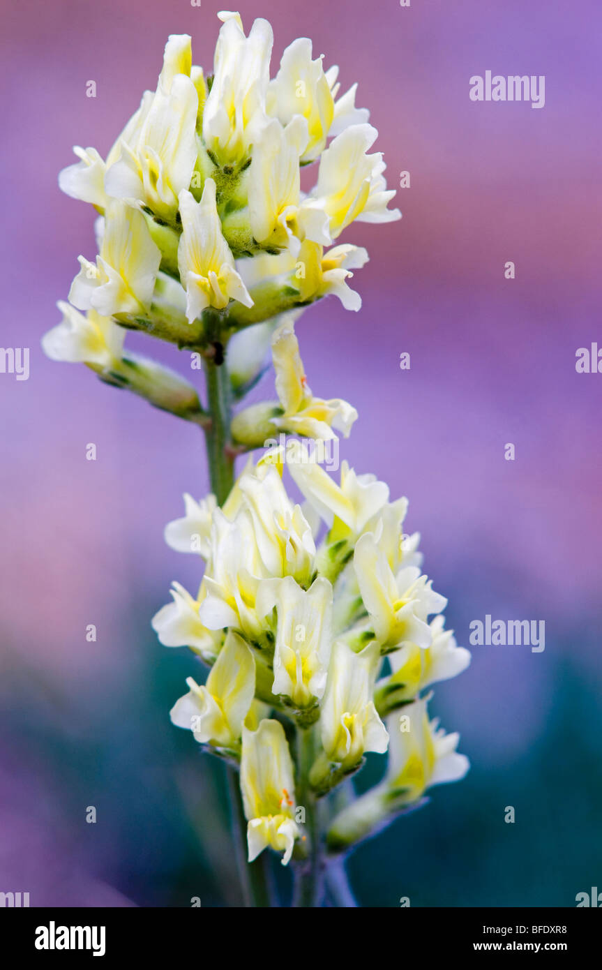Close-up detail of early yellow locoweed (Oxytropis campestris) in Jasper National Park, Alberta, Canada Stock Photo