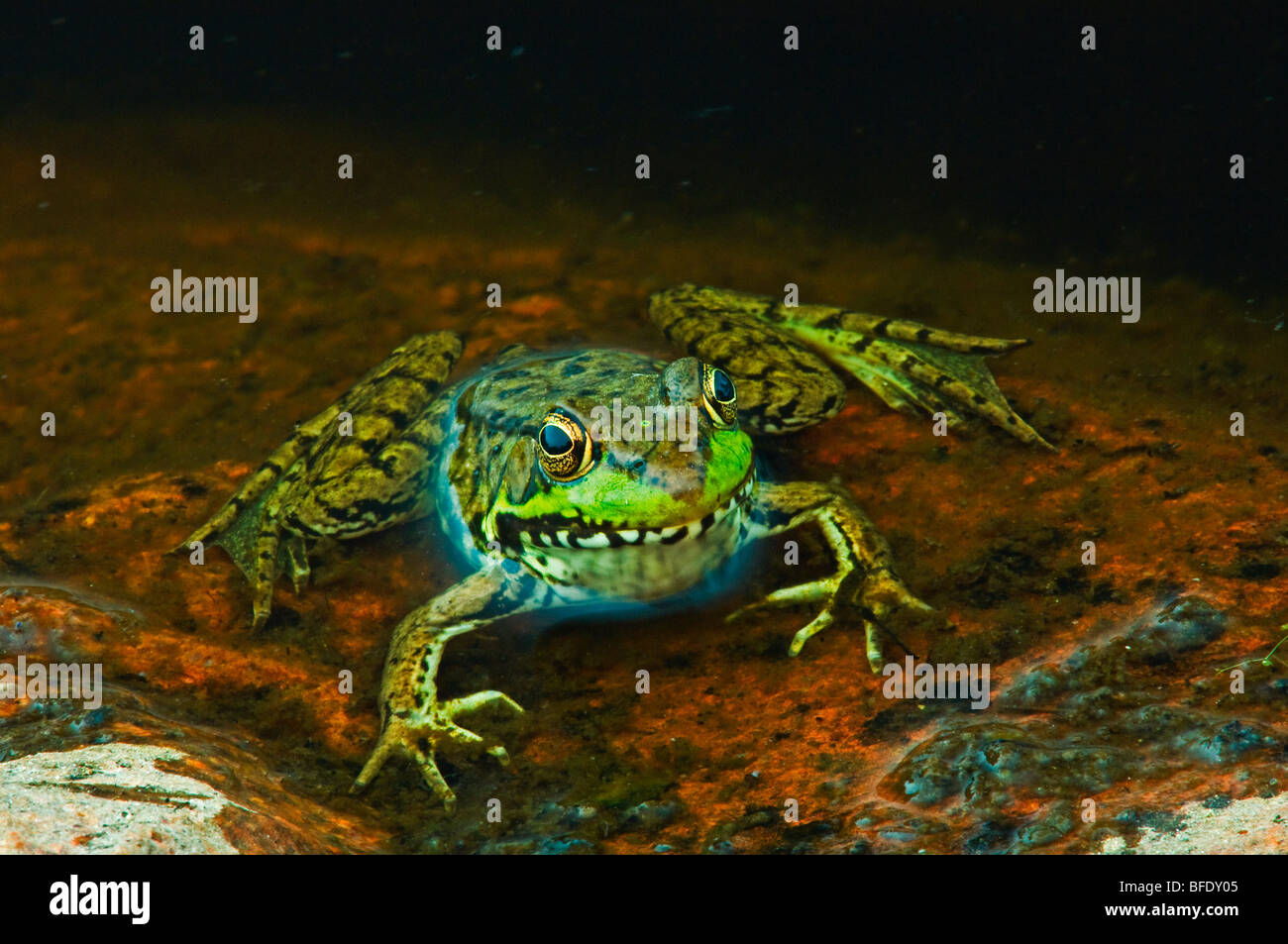 Close-up of green frog (Rana clamitans) at edge of pond, Killarney Provincial Park, Ontario, Canada Stock Photo