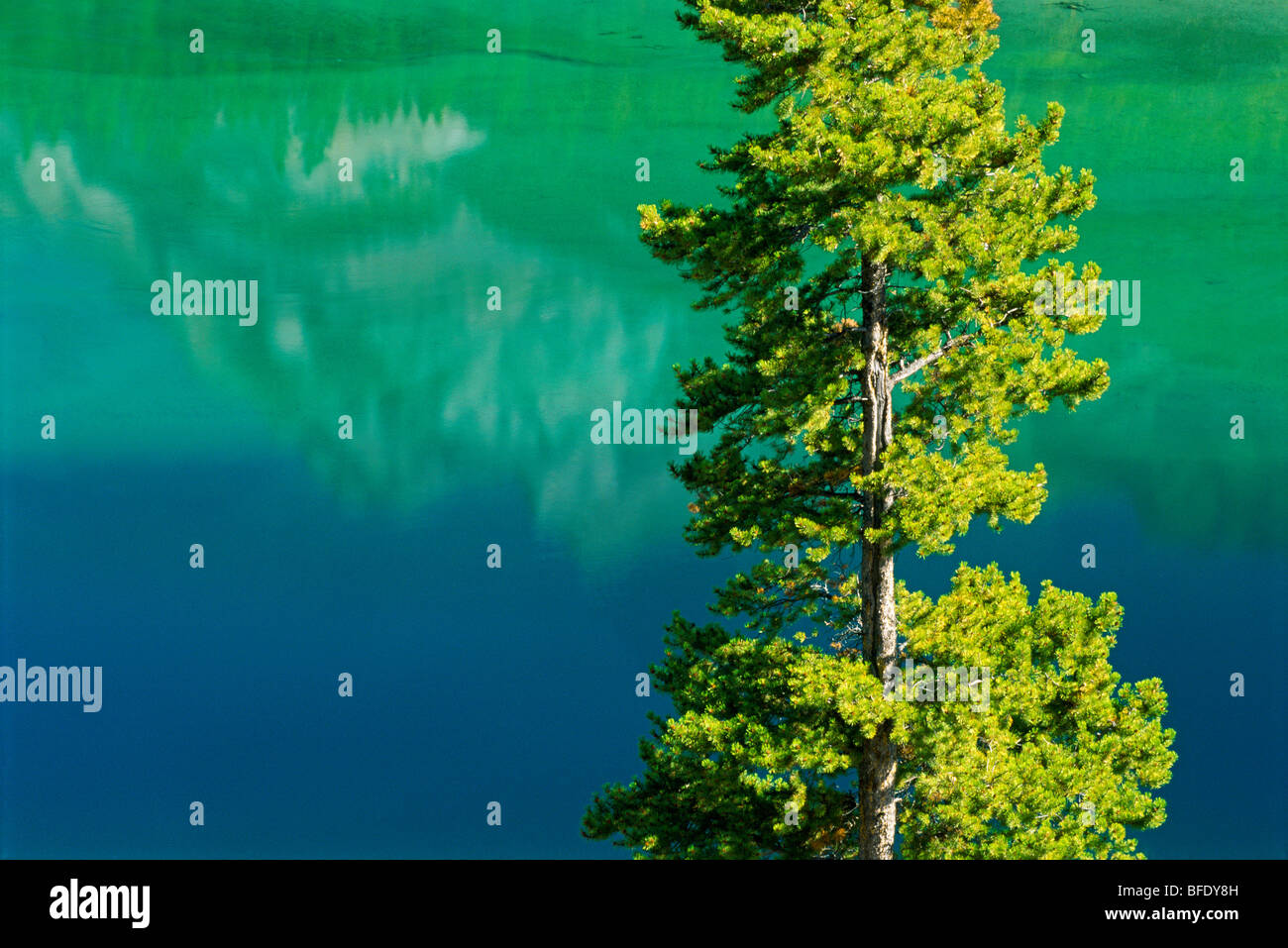 Lodgepole pine (Pinus contorta) and mountain peak reflected in Lake Minnewanka, Banff National Park, Alberta, Canada Stock Photo