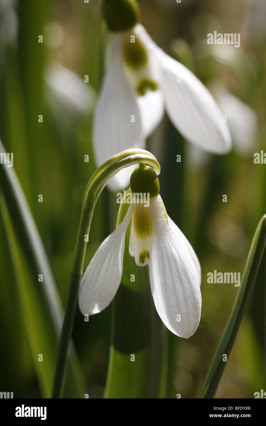 Common white flowers hires stock photography and images Alamy