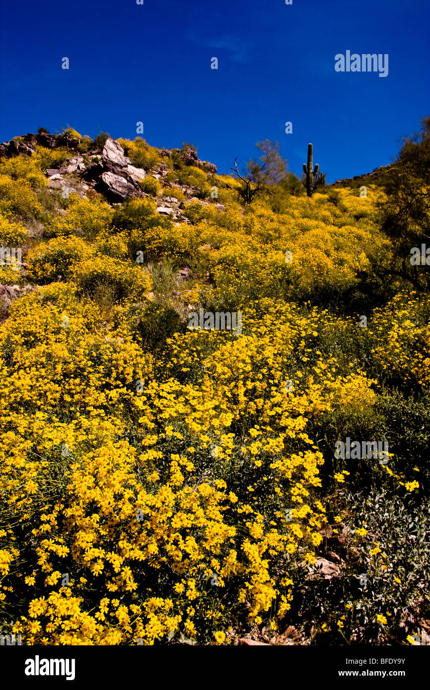 Silly Mountain Arizona. Springtime Bloom Yellow Wildflowers And Saguaro 