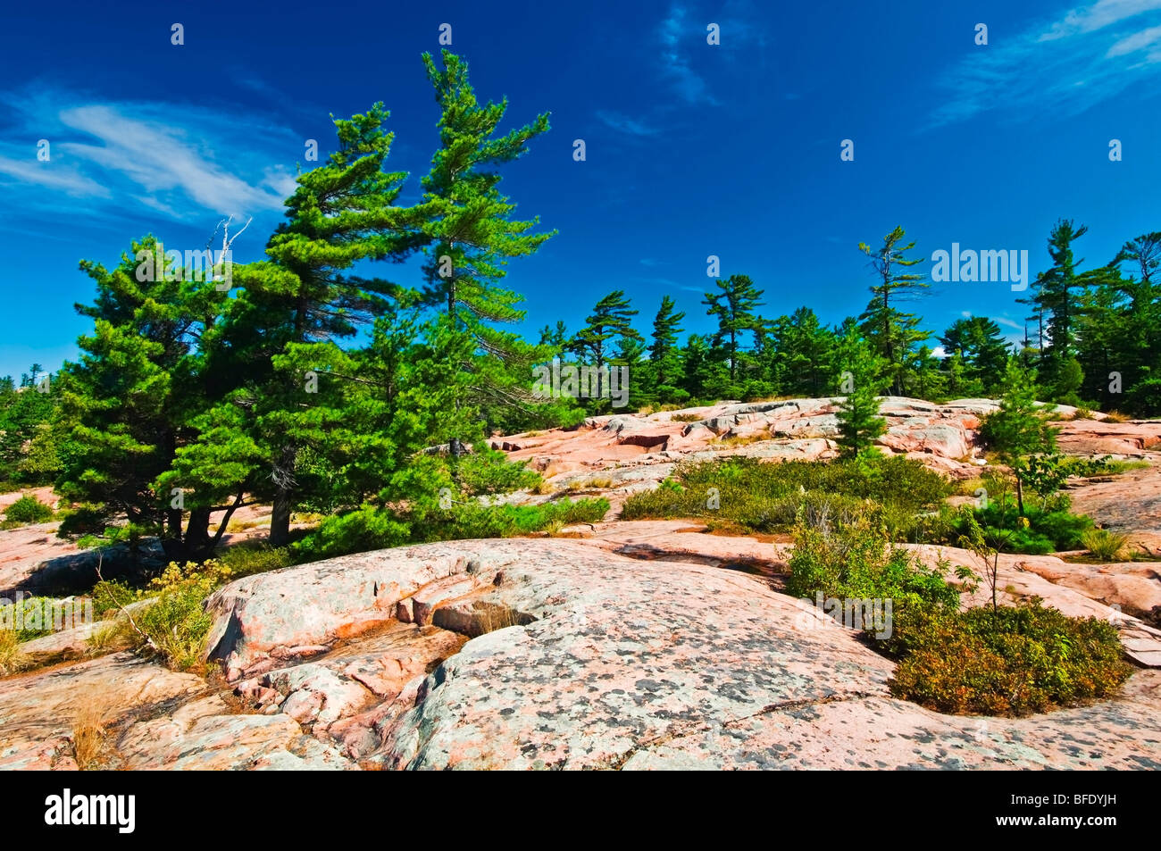 Eastern white pine (Pinus strobus) forest and pre-cambrian shield, Killarney Provincial Park, Ontario, Canada Stock Photo