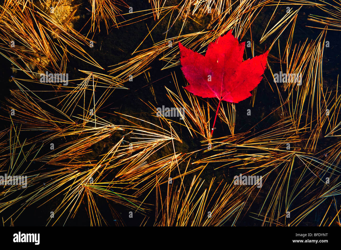 Close-up of red maple (Acer Rubrum) leaf and eastern white pine (Pinus strobusr, Killarney Provincial Park, Ontario, Canada Stock Photo