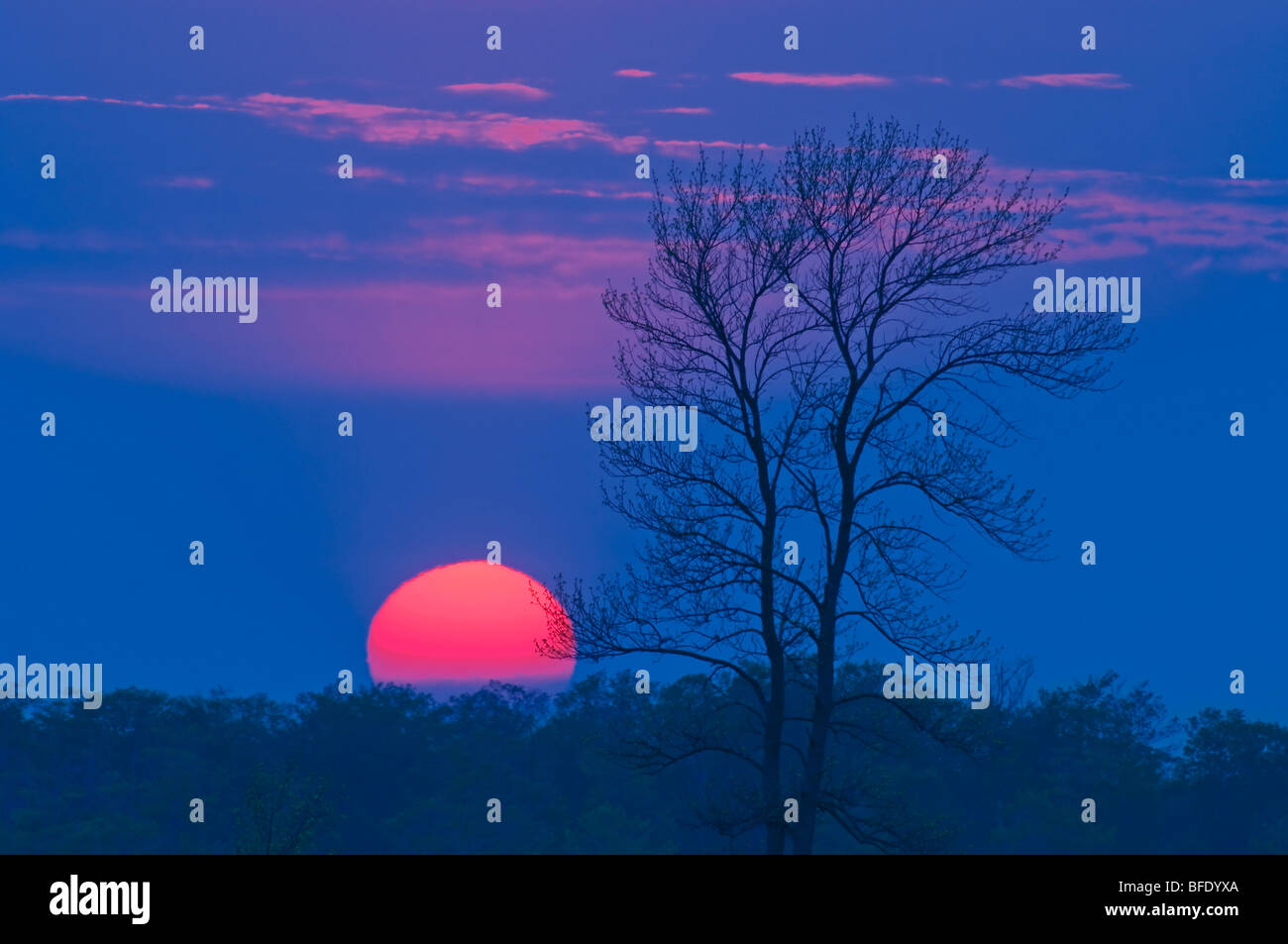 Setting sun and tree silhouette near Ferndale, Bruce Peninsula, Ontario, Canada Stock Photo