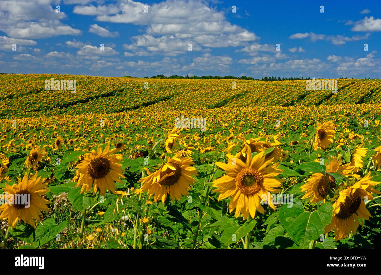 Sunflowers in field, Treherne, Manitoba, Canada Stock Photo