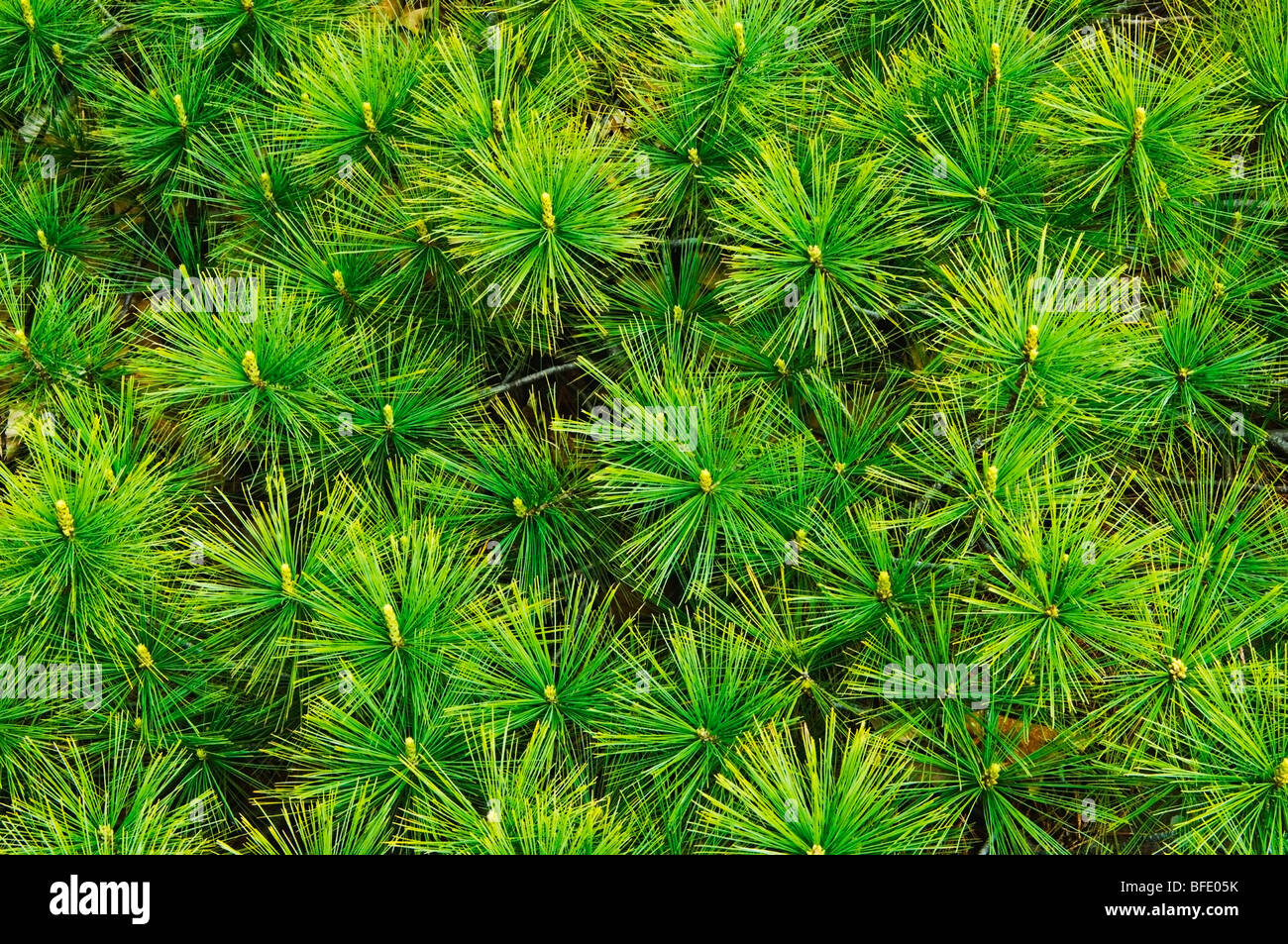 Close-up detail of Eastern white pine (Pinus strobus) needles, Killarney Provincial Park, Ontario, Canada Stock Photo