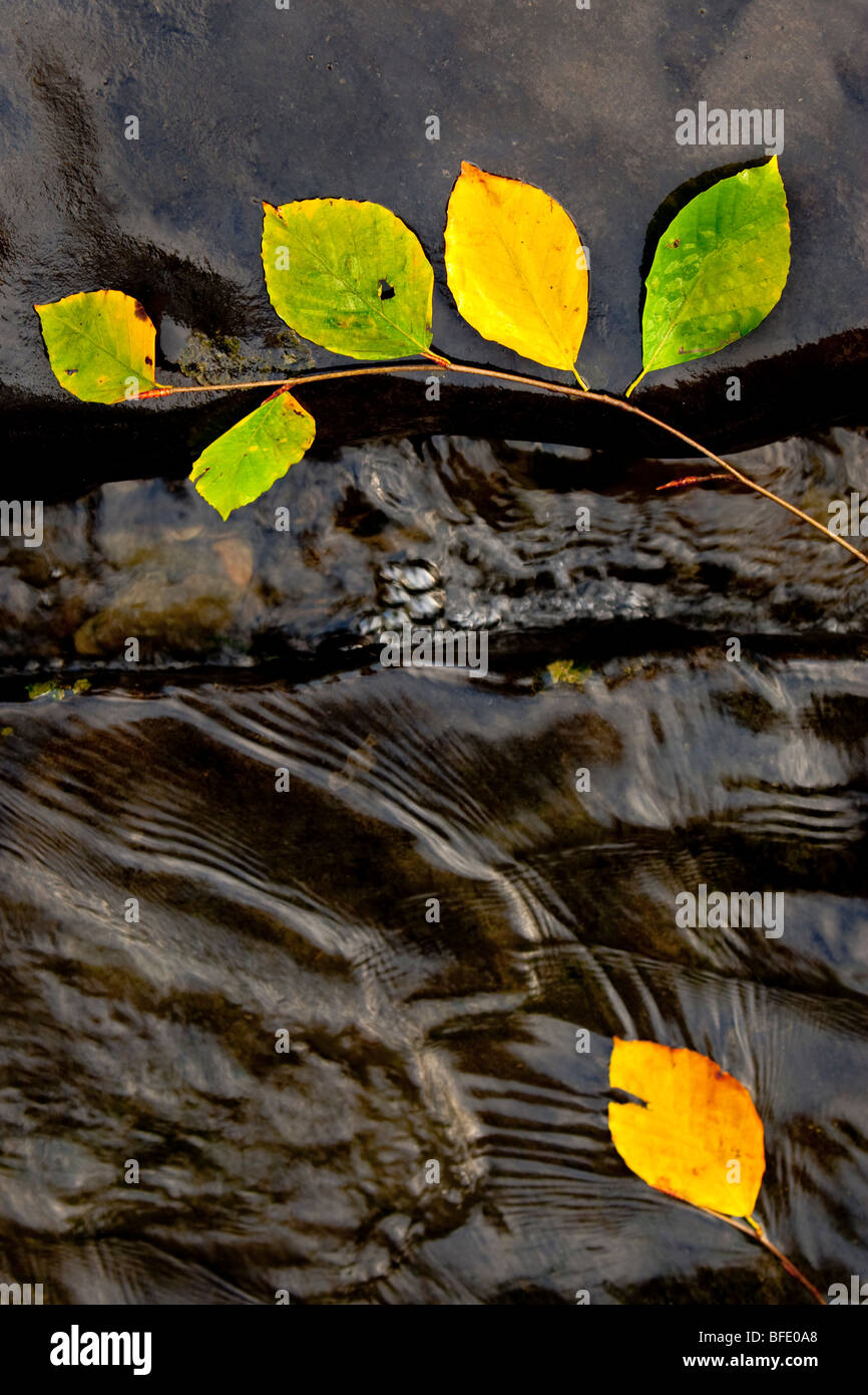 Autumn leaf  on wet rock alongside river Stock Photo
