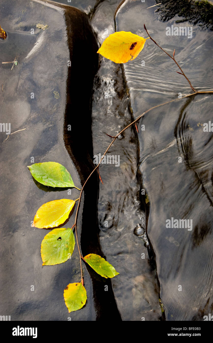 Autumn leaf  on wet rock alongside river Stock Photo