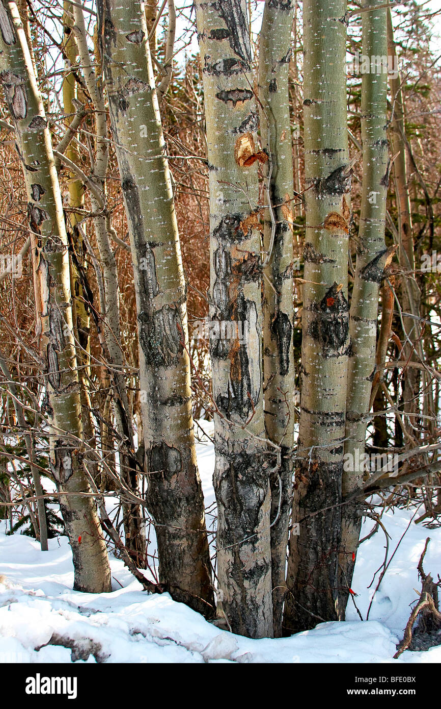 Chewed bark hires stock photography and images Alamy