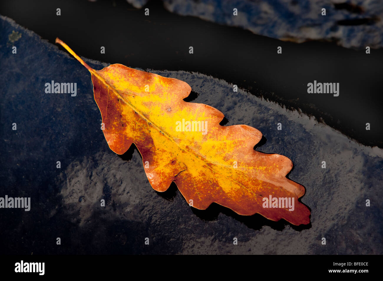 Autumn leaf  on wet rock alongside river Stock Photo