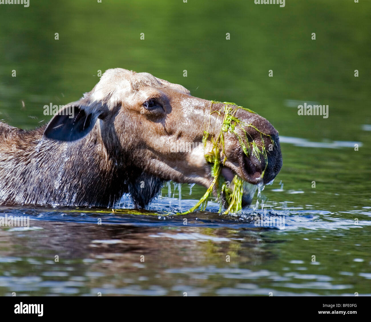Moose eating plants hires stock photography and images Alamy
